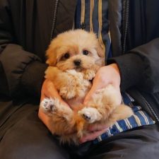 071016Mix（ﾏﾙﾌﾟｰ）のポポちゃん