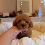 プードル０７１０１６レッドの女の子