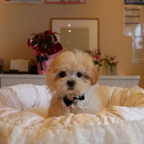 Mix（ﾏﾙﾌﾟｰ）０７１０２５アプリコットの男の子