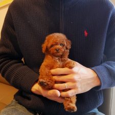 071028プードルレッド女の子