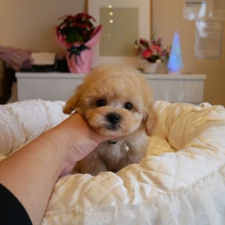 プードル０７１０２２クリーム女の子