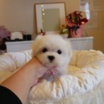 マルチーズ071102女の子