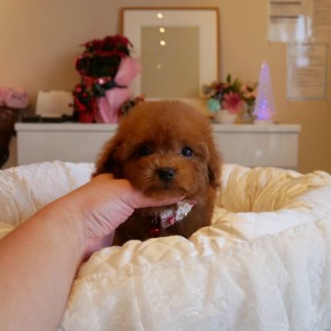 071022ティーカップレッド女の子