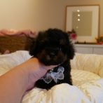 プードル０７１０１６ブラックタンの男の子