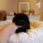 プードル０７１２０１シルバー女の子