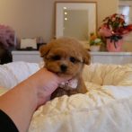 プードル071110アプリコット女の子