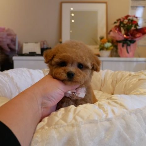 プードル０７１１１０アプリコット女の子