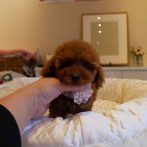 プードル071113レッド女の子