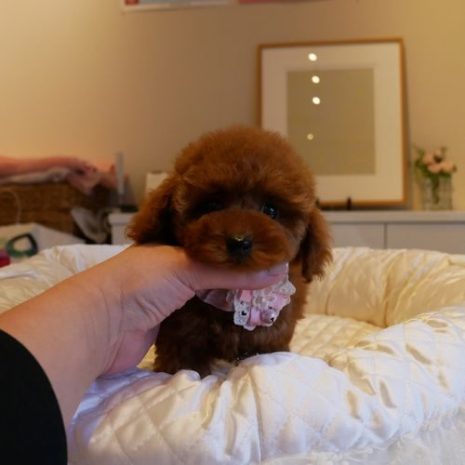 プードル０７１１１３レッド女の子