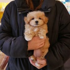 071125マルプーのアプリコットの男の子