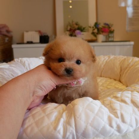 Mix（ポメプー）０７１２０４クリームの女の子