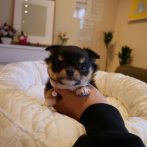 チワワ071112ブラックタンの女の子