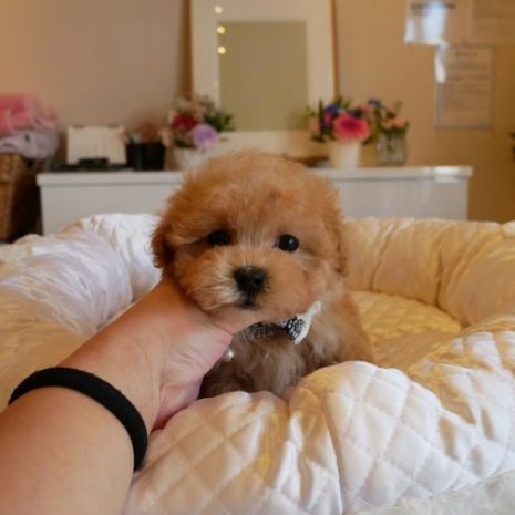 マルプー０７１１２５アプリコットの男の子