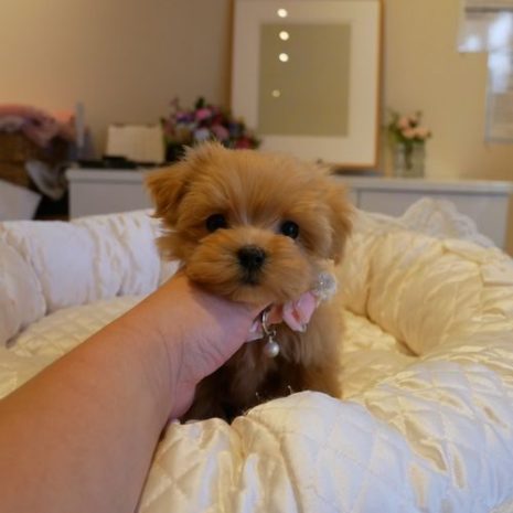 マルプー０７１１１２クリーム女の子