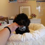 プードル071030ブラック男の子