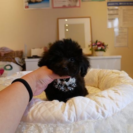 プードル０７１０３０ブラック男の子