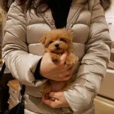 071112マルプークリーム女の子