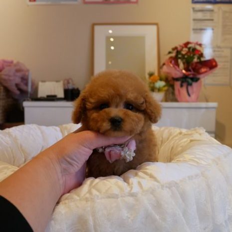 プードル０７１１１０レッド女の子