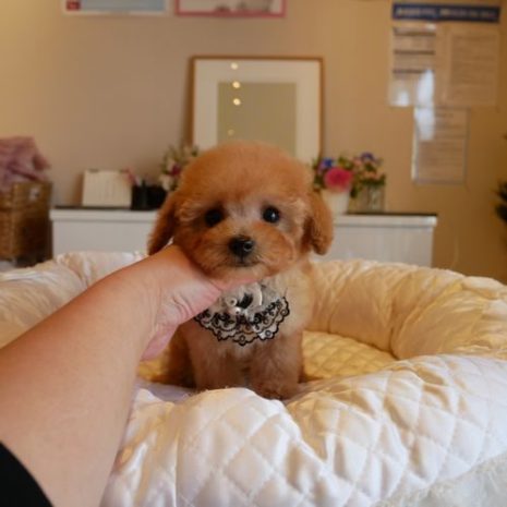 プードル０７１１２３アプリコットの男の子