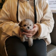 071121チワマルのLinaちゃん