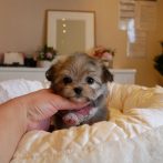 Mix(チワマル)071121フォーンの女の子