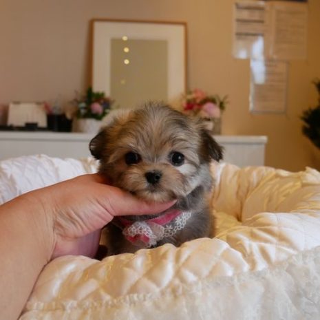 Mix(チワマル)071121フォーンの女の子