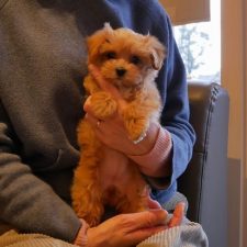 071222Mix（ﾏﾙﾌﾟｰ）のミニちゃん