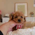 プードル071231アプリコットの女の子