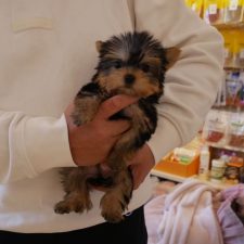 071219ヨーキーのミーナちゃん