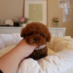 プードル０７１２１７レッド女の子