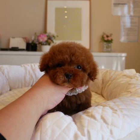 プードル０７１２１７レッド女の子