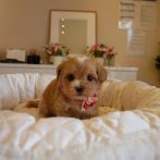 071231マルプー女の子