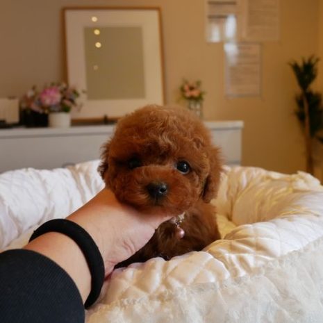 プードル０７１２１１レッド女の子い