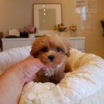 071222Mix(マルプー)アプリコット女の子