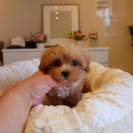 ０７１２２２Mix（マルプー）アプリコット女の子