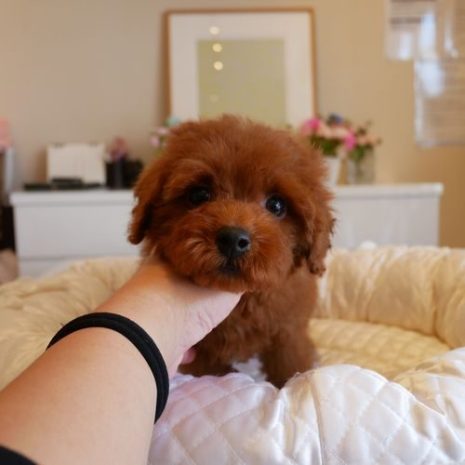 プードル０７１２０６レッドの男の子