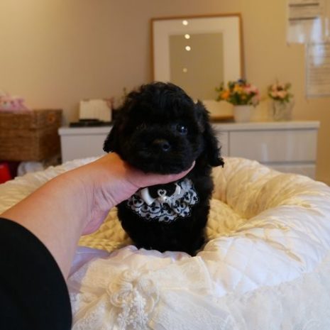 プードル０７１２３１ブラックｄ男の子