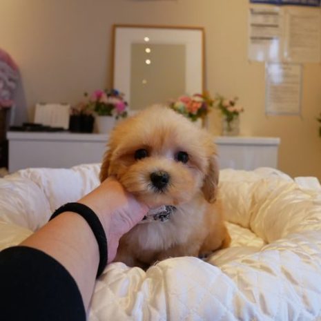 Mix（マルプー）０７１２２２男の子