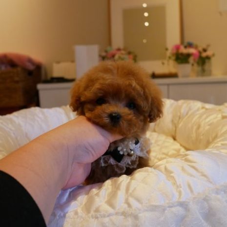 071228プードルの男の子