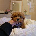 Mix（ﾏﾙﾌﾟｰ）０７１２１６アプリコットの男の子