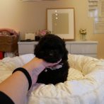 プードル０７１２１８ブラックの女の子