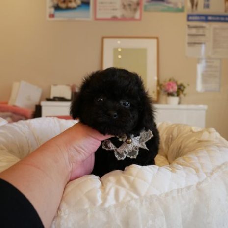 プードル０７１２３１ブラックｓ男の子