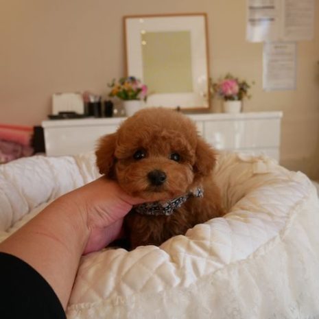 プードル０７１２３１レッドフォーン男の子