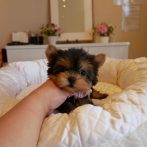 ヨーキー071219女の子