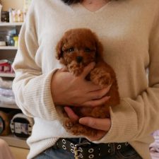 080108ティーカッププードルのマヒナちゃん