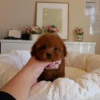 ティーカップ080108女の子