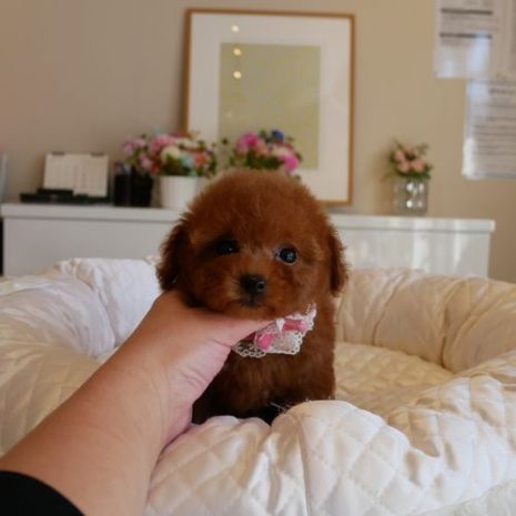 ティーカップ０８０１０８女の子